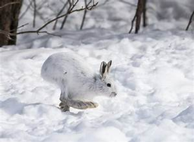 Half And Full Day Rabbit HuntingTrip | Maine Guided Hunting Trips