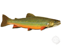 Brook Trout