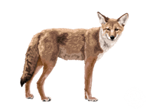 Coyote