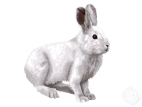 Snowshoe Hare