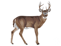 White-tailed Deer