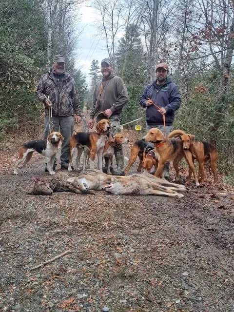 Guided coyote hunt with hounds in Maine