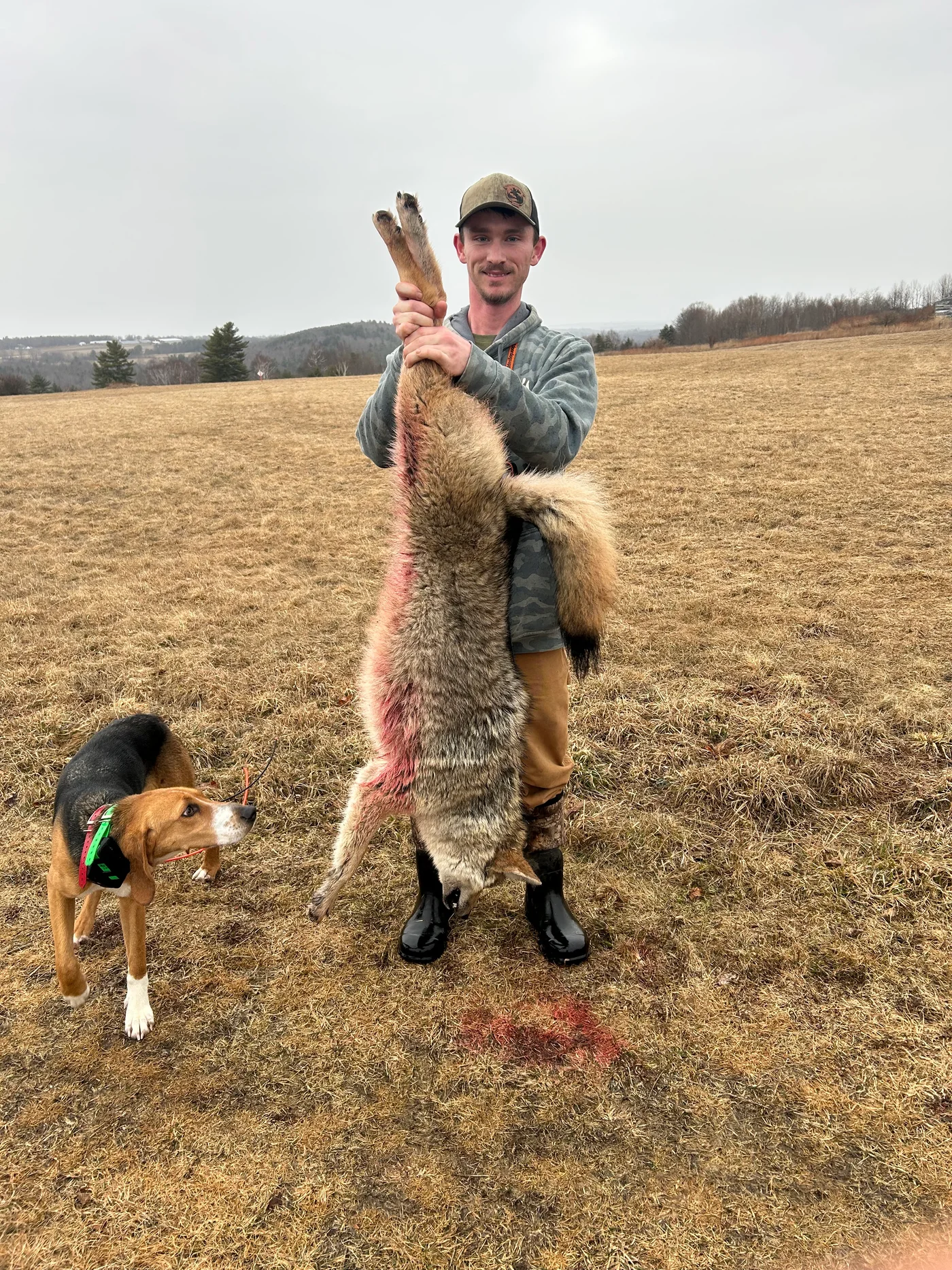 A Central Maine coyote taken behind trained hounds