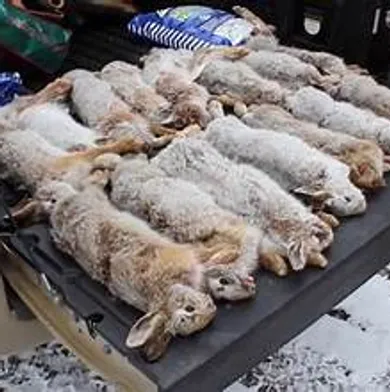 A successful Maine snowshoe hare hunt