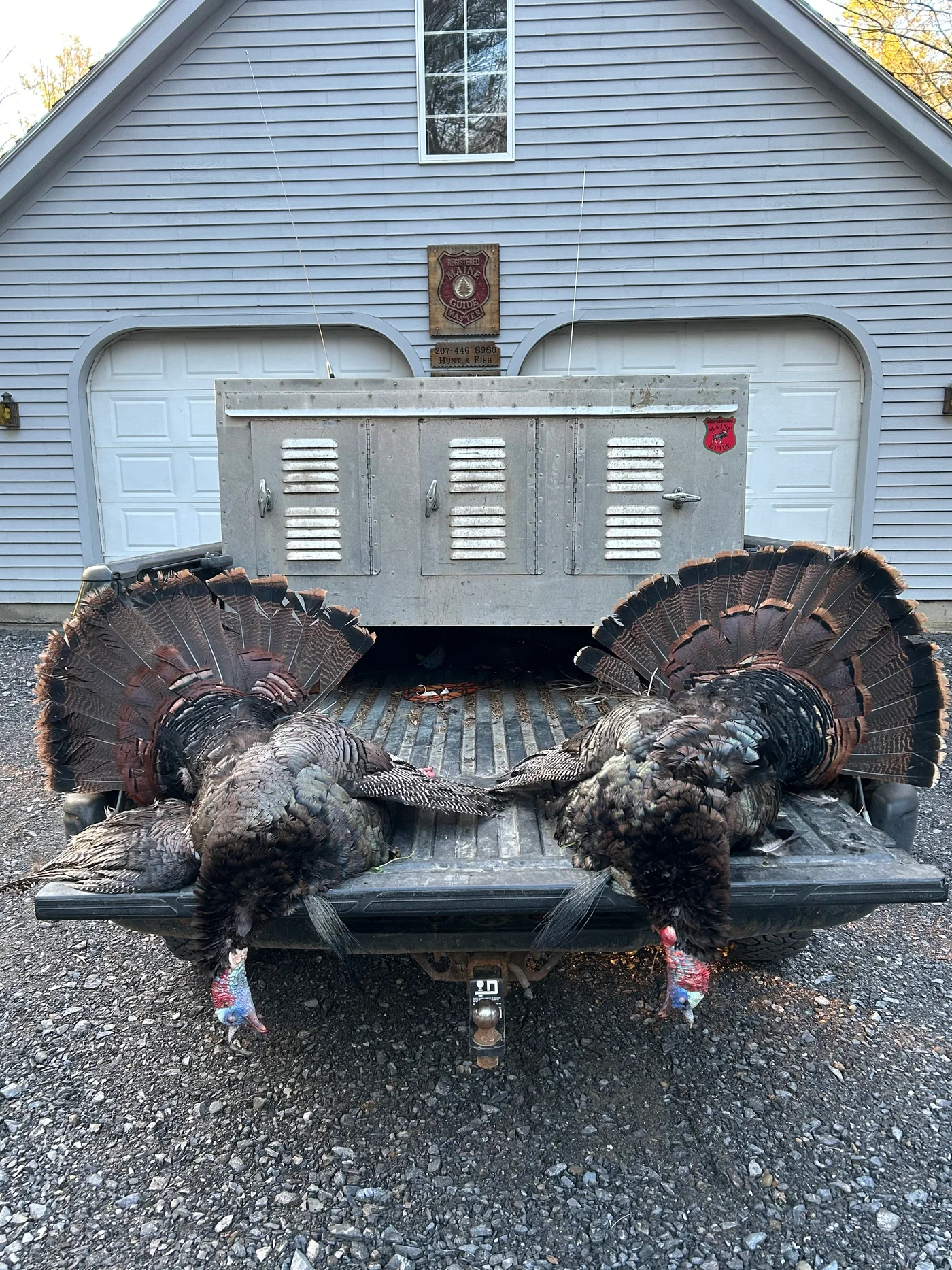 Two spring toms from a guided Maine turkey hunt