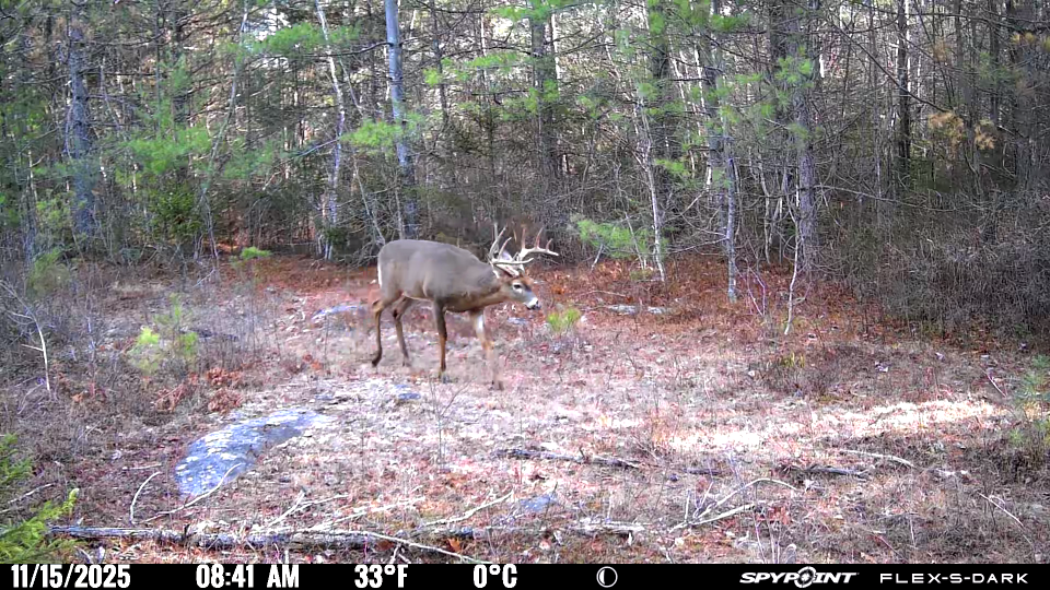mature whitetail buck maine trail camera